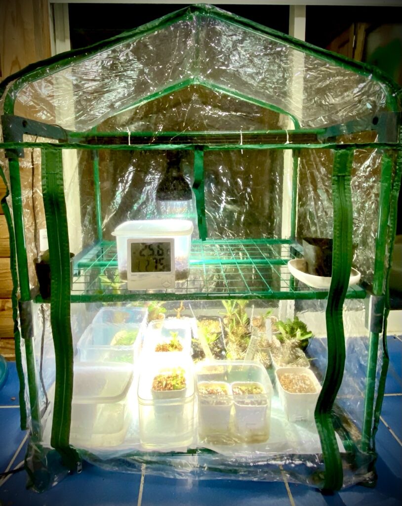 パキポディウム発芽後の育て方|双葉〜本葉まで枯らさない管理方法 | パキポディウムと南国植物