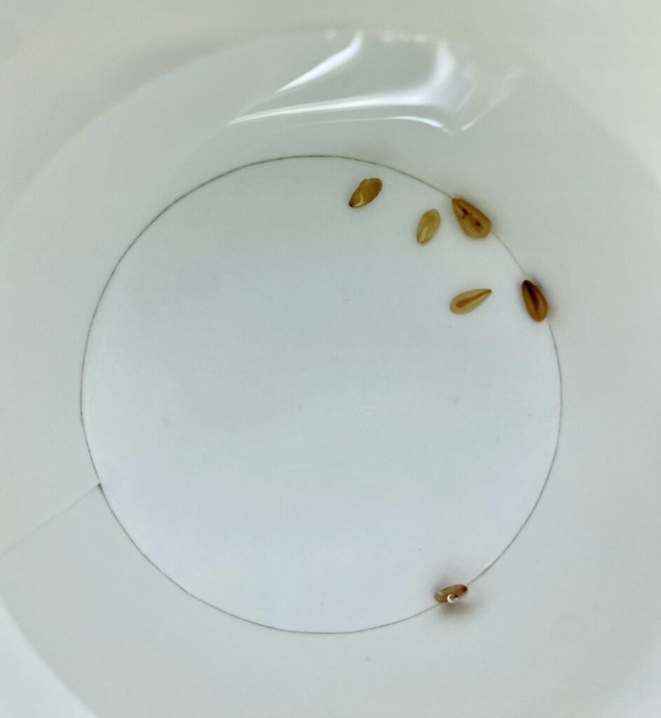 種の吸水
